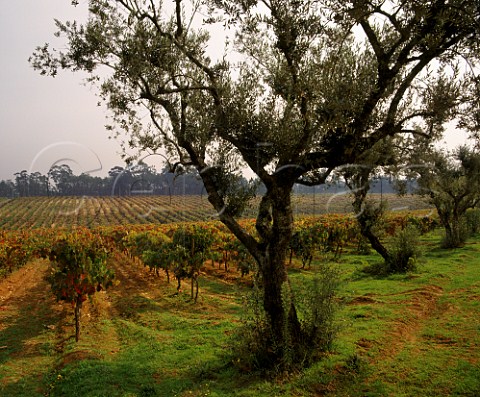 Olive trees by Baga vineyard on Quinta do Ribeirinho of Luis Pato near Anadia Portugal  Bairrada