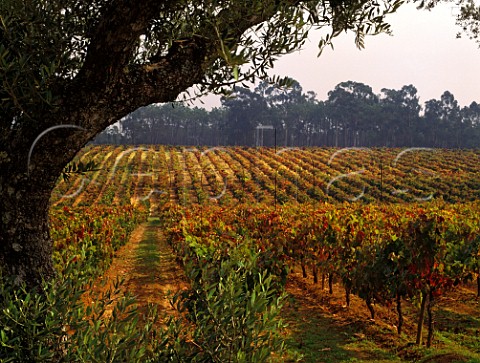 Baga vineyard on Quinta do Ribeirinho of Luis Pato Anadia Portugal Bairrada