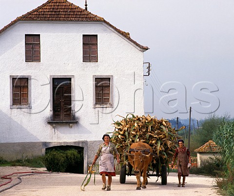 Ox cart passes building dating from 1888 part of the winery of Luis Pato on his Quinta da Cha estate Anadia Portugal Bairrada