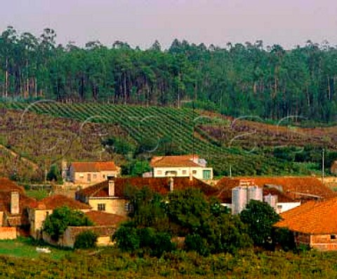 Quinta da Cha estate of Luis Pato The collection of   buildings house part of his winery The vineyard   beyond on wires is Cabernet Sauvignon in fore   ground is Bical  Portugal  Bairrada