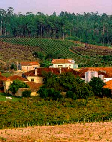 Quinta da Cha estate of Luis Pato The collection ofbuildings house part of his winery The vineyardbeyond on wires is Cabernet Sauvignon  in the     PTO middle below winery are Bical whilst inforeground are American rootstocks which are due tobe grafted over to Chardonnay   Bairrada