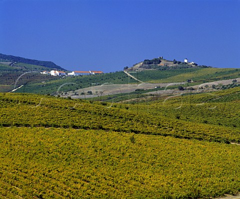 Vineyards near Arruda Estremadura Portugal   Arruda IPR