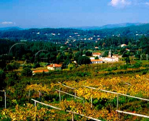 Vines at Queijada near Ponte de Lima in the Minho   Grapes are for Vinho Verde