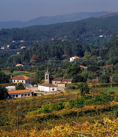 Vineyards at Queijada near Ponte de Lima Minho Portugal Vinho Verde