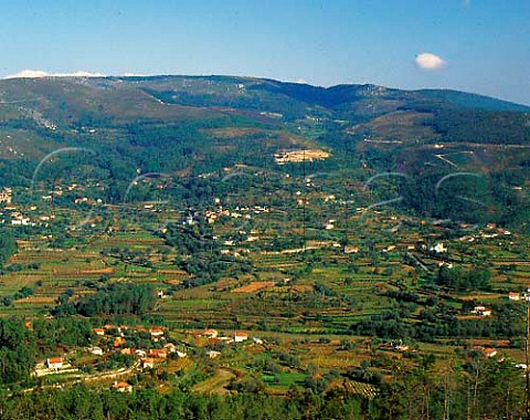 Vines are a common feature of the landscape north of   Ponte de Lima in the Minho area of Portugal The   grapes are made into Vinho Verde