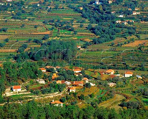 Vines typically trained on pergolas around the   edges of fields interspersed with agriculture   North of Ponte de Lima in the Minho area of   Portugal  Vinho Verde