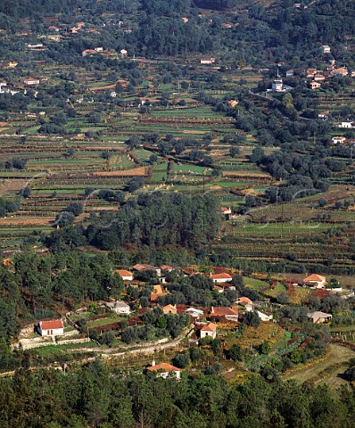 Vines trained on pergolas around the edges of fields North of Ponte de Lima Minho Portugal  Vinho Verde