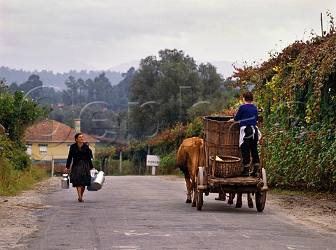 Ox cart and woman carrying milk churns in village near Pont de Lima Minho Portugal  Vinho Verde