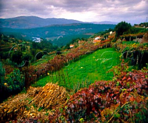 Pergola trained vines surround fields above the   Minho River at Melgao Portugal  Vinho Verde