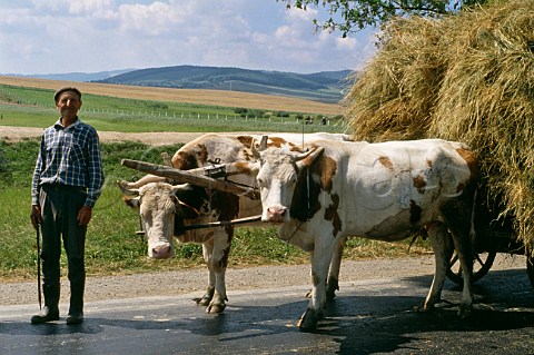 Peasant farmer and bullock cart North   west Romania