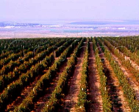 Large expanse of vineyards near Medgidia east of   Constanta Romania Murfatlar Region