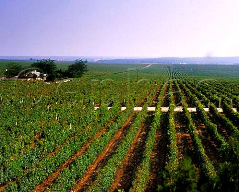 Large expanse of vineyards near Medgidia east of   Constanta Romania   Murfatlar