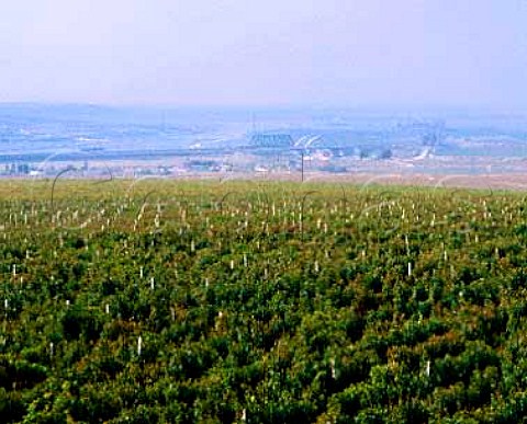 Large expanse of vineyards near Medgidia east of   Constanta with the DanubeBlack Sea canal in distance Romania Murfatlar Region