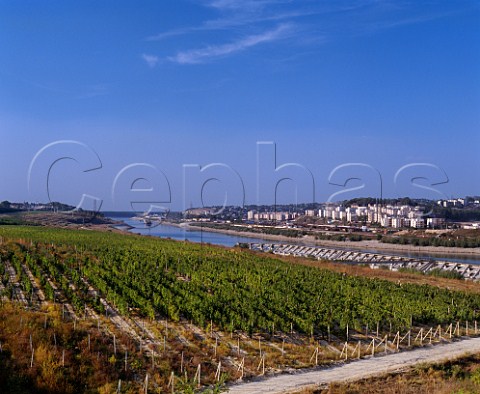 Vineyards by the Danube to Black Sea canal at   Cernavoda east of Constanta Romania   Murfatlar Region