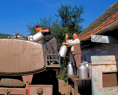 Emptying milk churns into milk lorry at Fiser   Transylvania Romania