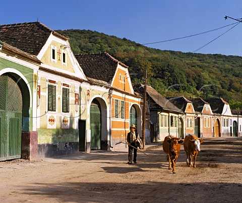Farmer and cows passing traditional houses in village of Ernea Transylvania Romania Tirnave