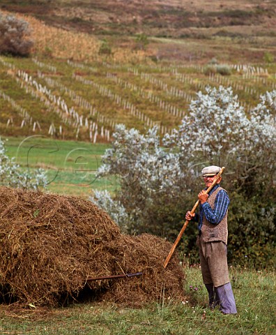 Hay making by vineyard near Tirnaveni in the Tirnave area of Transylvania The area between the Tirnava Mare and Tirnava Mica rivers is one of Romanias main   wine regions