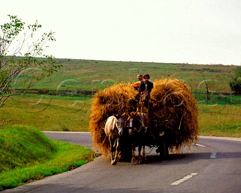 Cart loaded with hay on road near Tirnaveni in the   Tirnave area of Transylvania Romania