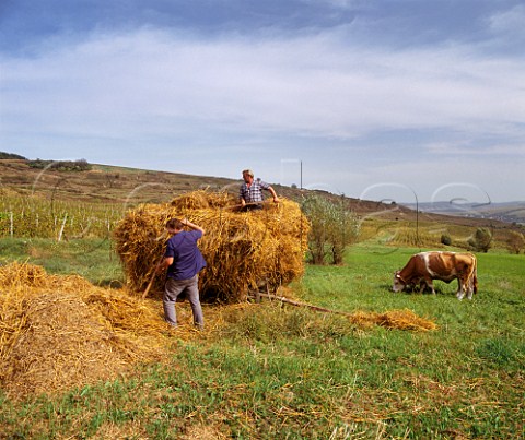 Loading wagon with hay by vineyard near Tirnaveni in the Tirnave area of Transylvania Romania 