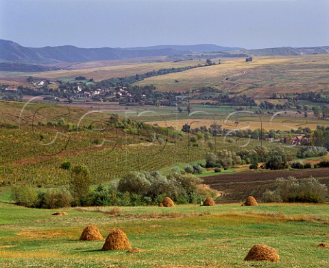 Vineyards on hillside near Tirnaveni in the Tirnave area of Transylvania Romania