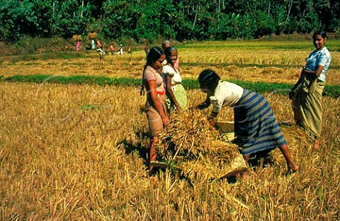 Rice harvest Katugastota Sri Lanka