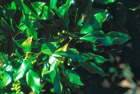 Clove bush Sri Lanka