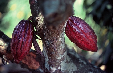 Cocoa pods on the tree Sri Lanka