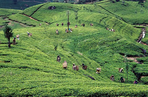 Tea pickers at work on the Labookellie Estate Near Nuwara Eliya Sri Lanka