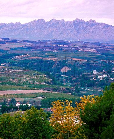 Vineyard landscape east of Sant Sadurni dAnoia with   the Sierra de Montserrat in the distance   Catalonia Spain   Peneds