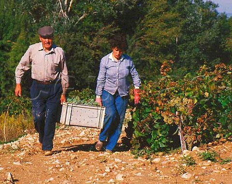 Harvesting Parellada grapes in vineyard of Codorniu   near Sant Sadurni dAnoia Catalonia Spain   Peneds
