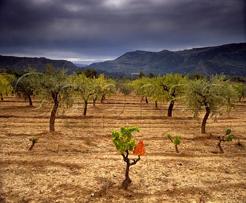 Old vineyard and olive grove near Cabassers   Tarragona province Catalonia Spain     Montsant DO