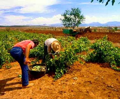 Harvesting Pedro Ximenez grapes near Mollina  Mlaga province Spain  DO Mlaga