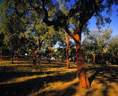 Cork Oak trees Extremadura Spain