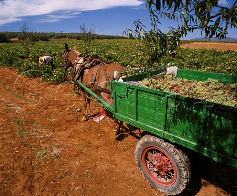 Harvesting Pedro Ximenez grapes in vineyard at Mollina Andalucia Spain DO Malaga