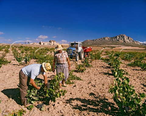 Harvest time in the arid vineyards near Almansa Albacete province Spain  Almansa DO