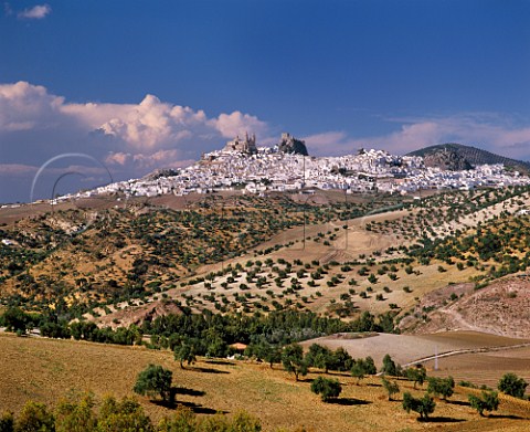 Olive groves on the hillside below the white town of   Olvera Andaluca Spain