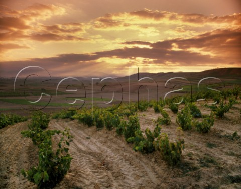 Sunset over vineyards south of Haro La Rioja Spain Rioja Alta