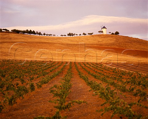 Windmill on hilltop above vineyard   Valdepeas La Mancha Spain