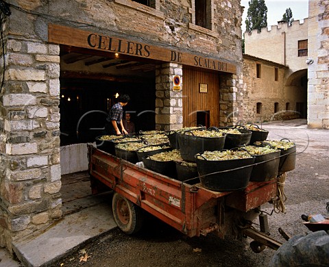 Harvested Garnacha Blanca Grenache Blanc grapes   being unloaded at Cellers de Scala Dei Catalonia   Spain     DO Priorato