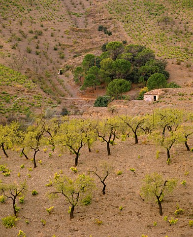 Vines and almond trees La Vilella Baixa  Catalonia Spain   Priorato