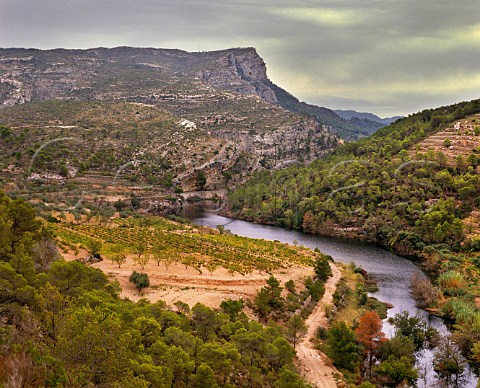 Vineyard by the Rio Montsant near La Bisbal de Falset Catalonia Spain Montsant