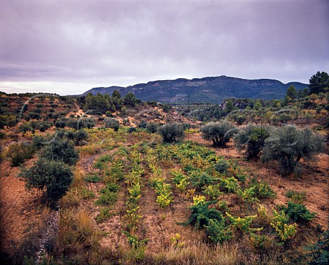 Vineyard near Cabassers Tarragona province   Catalonia Spain   Montsant DO