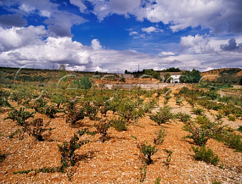 Vineyard near Requena Valencia province Spain UtielRequena