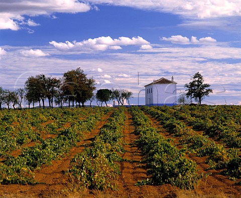 Vineyard near Valdepeas CastillaLa Mancha Spain