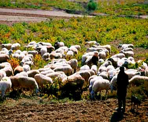 Sheep grazing on vines after the harvest  Benavente Len Spain