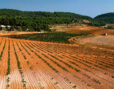 New vineyards in the hills near Capellades   Catalonia Spain   Alt Peneds