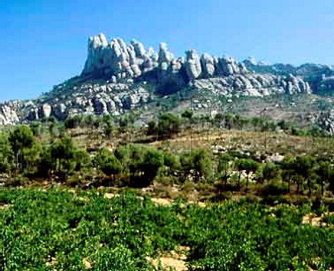 Vineyard below the Sierra de Montserrat Alt   Penedes Catalonia