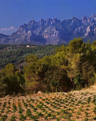 Vineyard with the Sierra de Montserrat beyond Pierola Catalonia Spain Peneds