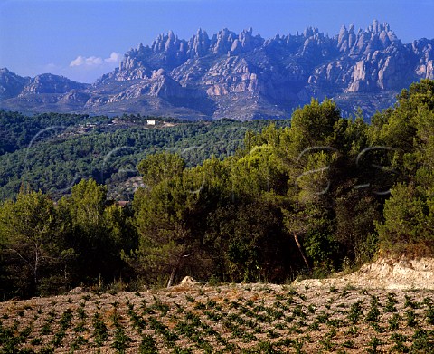 Vineyard with the Sierra de Montserrat beyond   near Pierola Catalonia Spain    Peneds