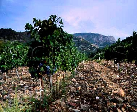 Cabernet Sauvignon vineyard in the hills near   Monestir de Poblet Catalonia Spain    DO Conca da Barber